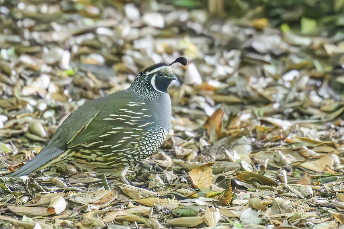 California Quail - ML633682404