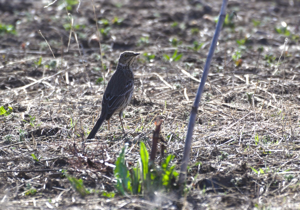 Sage Thrasher - ML633682426