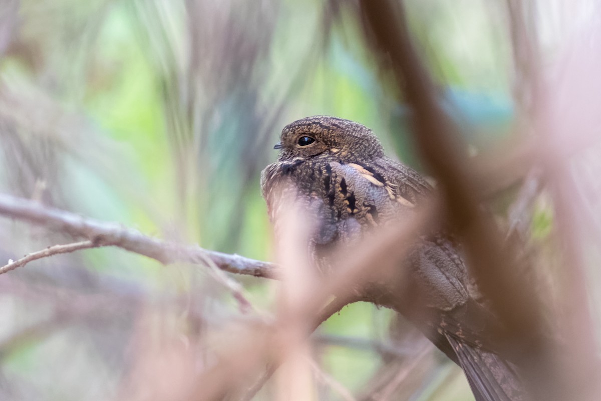 Bahian Nighthawk - ML633682480