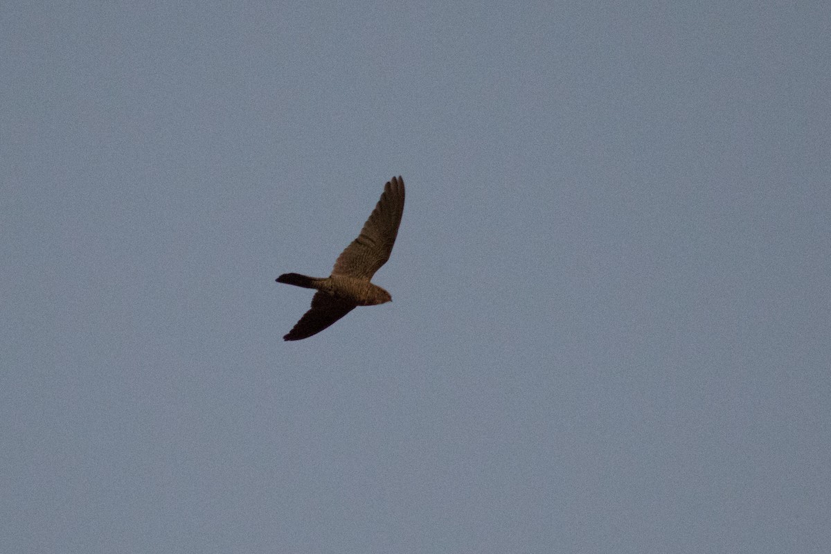 Bahian Nighthawk - ML633682486