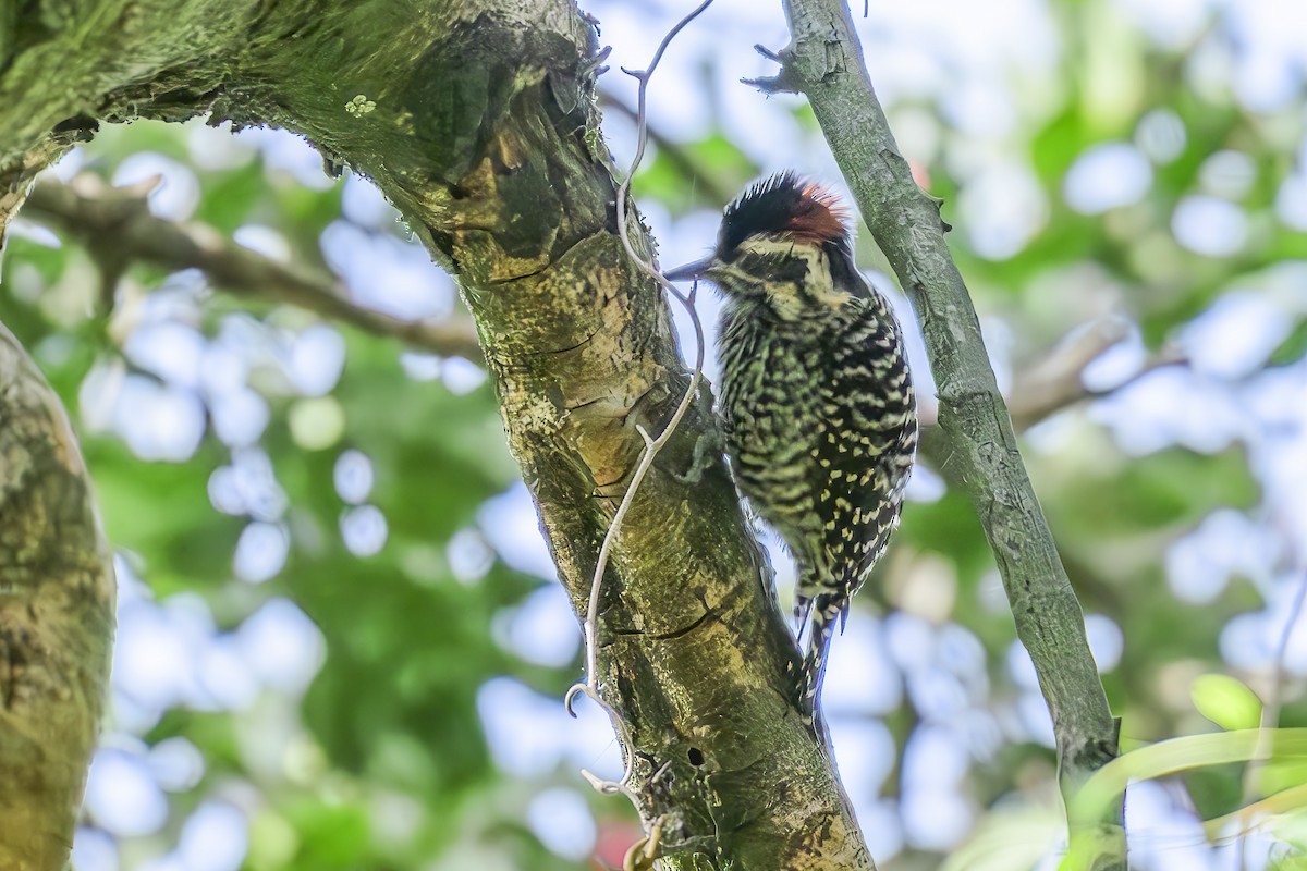 Striped Woodpecker - ML633682509