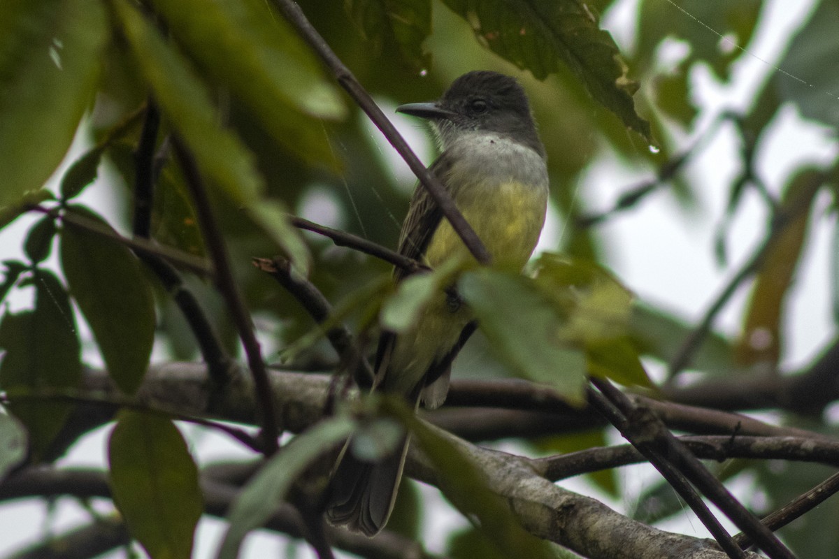 Short-crested Flycatcher - ML633682524