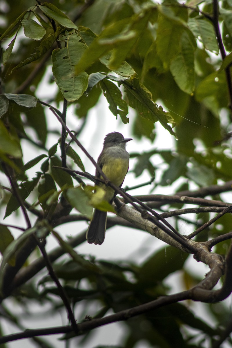 Short-crested Flycatcher - ML633682525