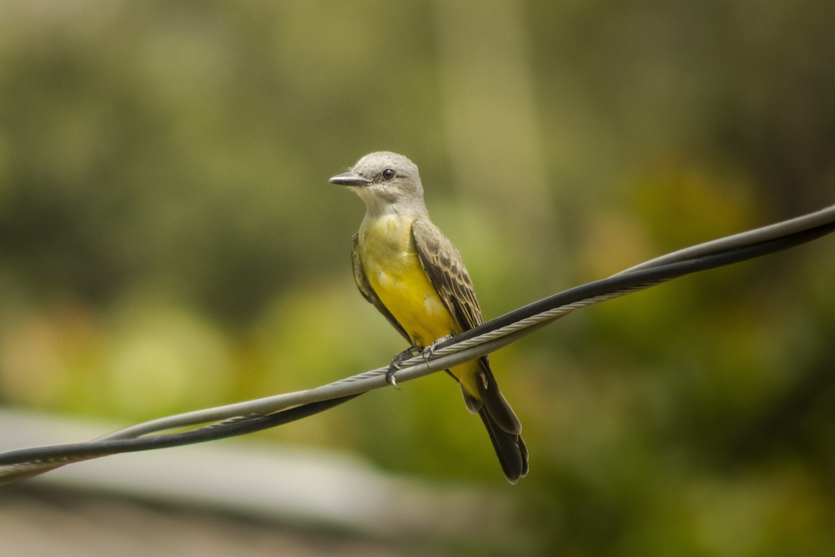 Tropical Kingbird - ML633682534