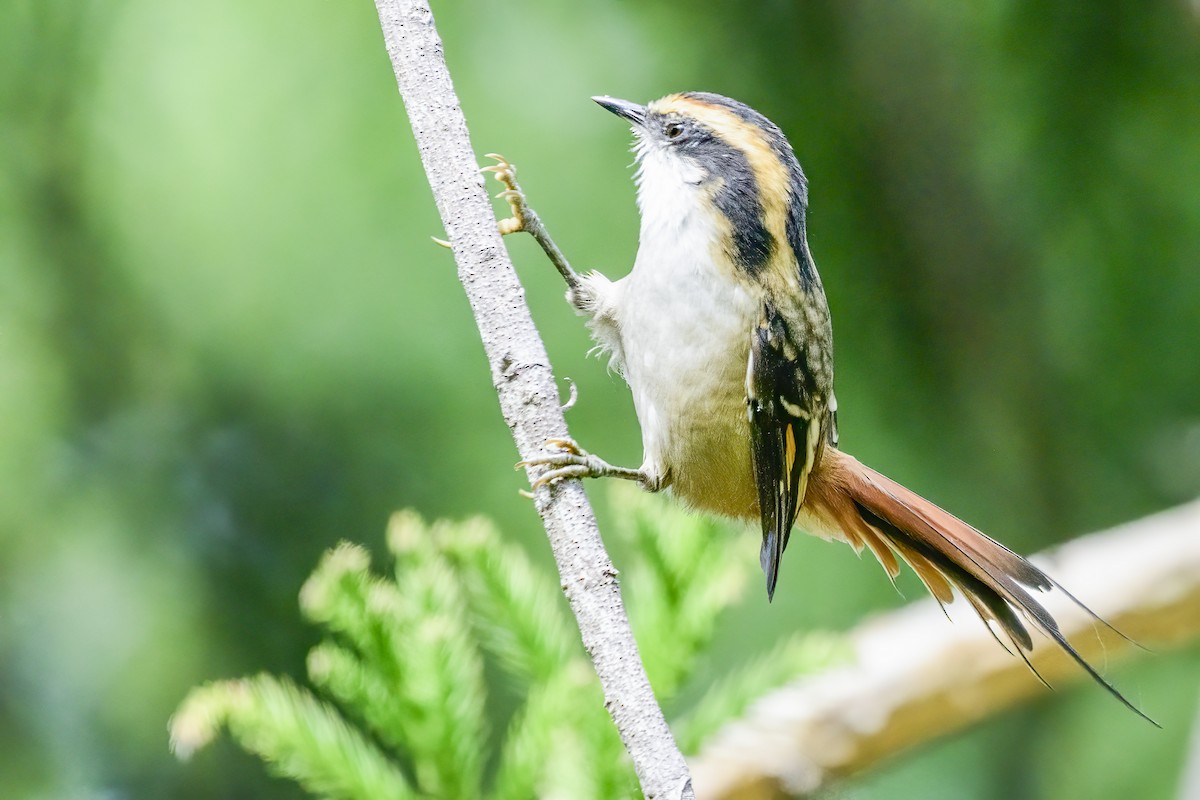 Thorn-tailed Rayadito - ML633682544