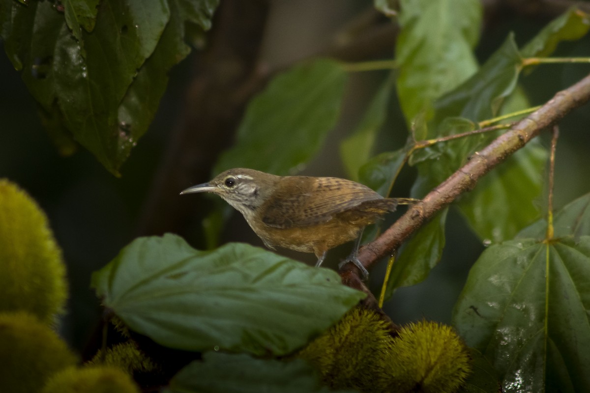 Buff-breasted Wren - ML633682550