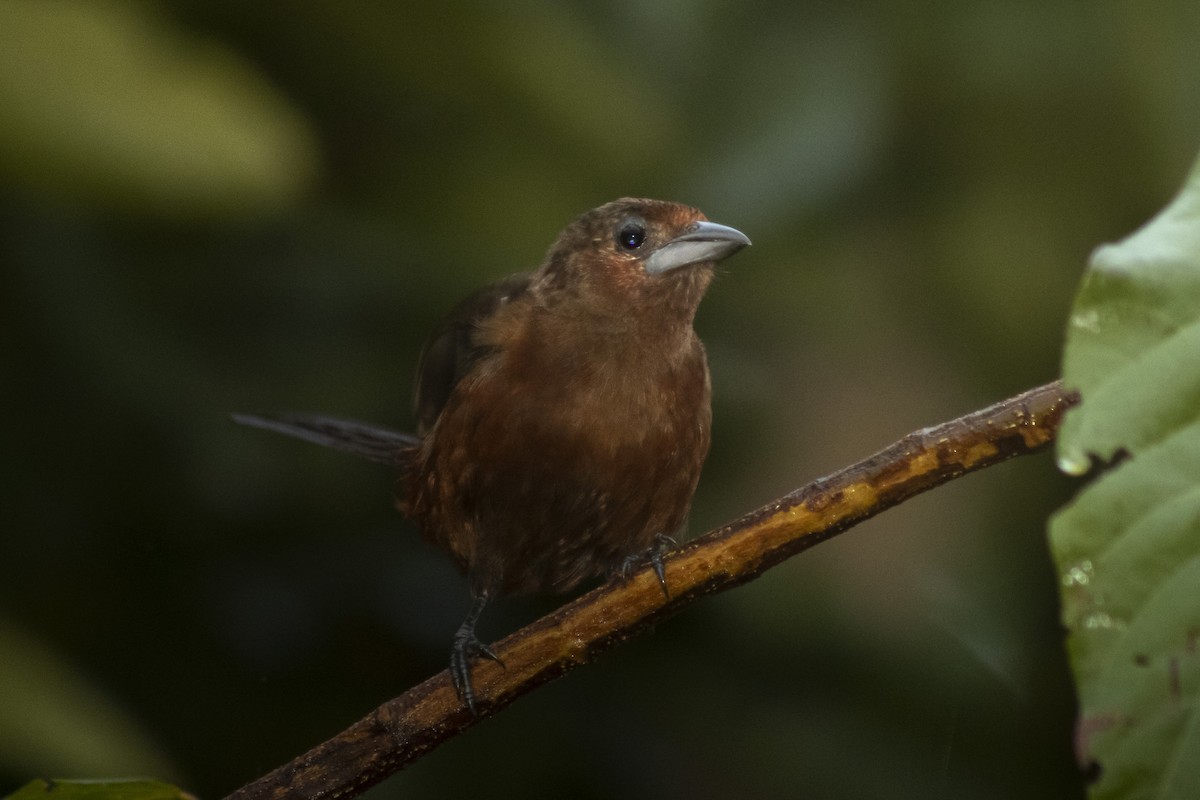Silver-beaked Tanager - ML633682560