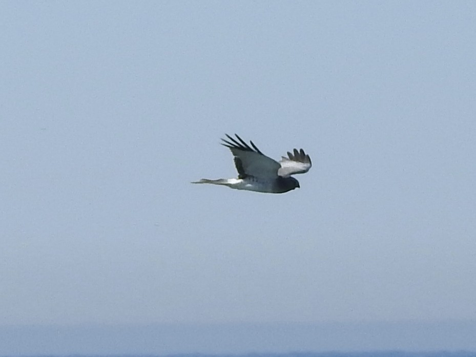 Northern Harrier - ML633682830
