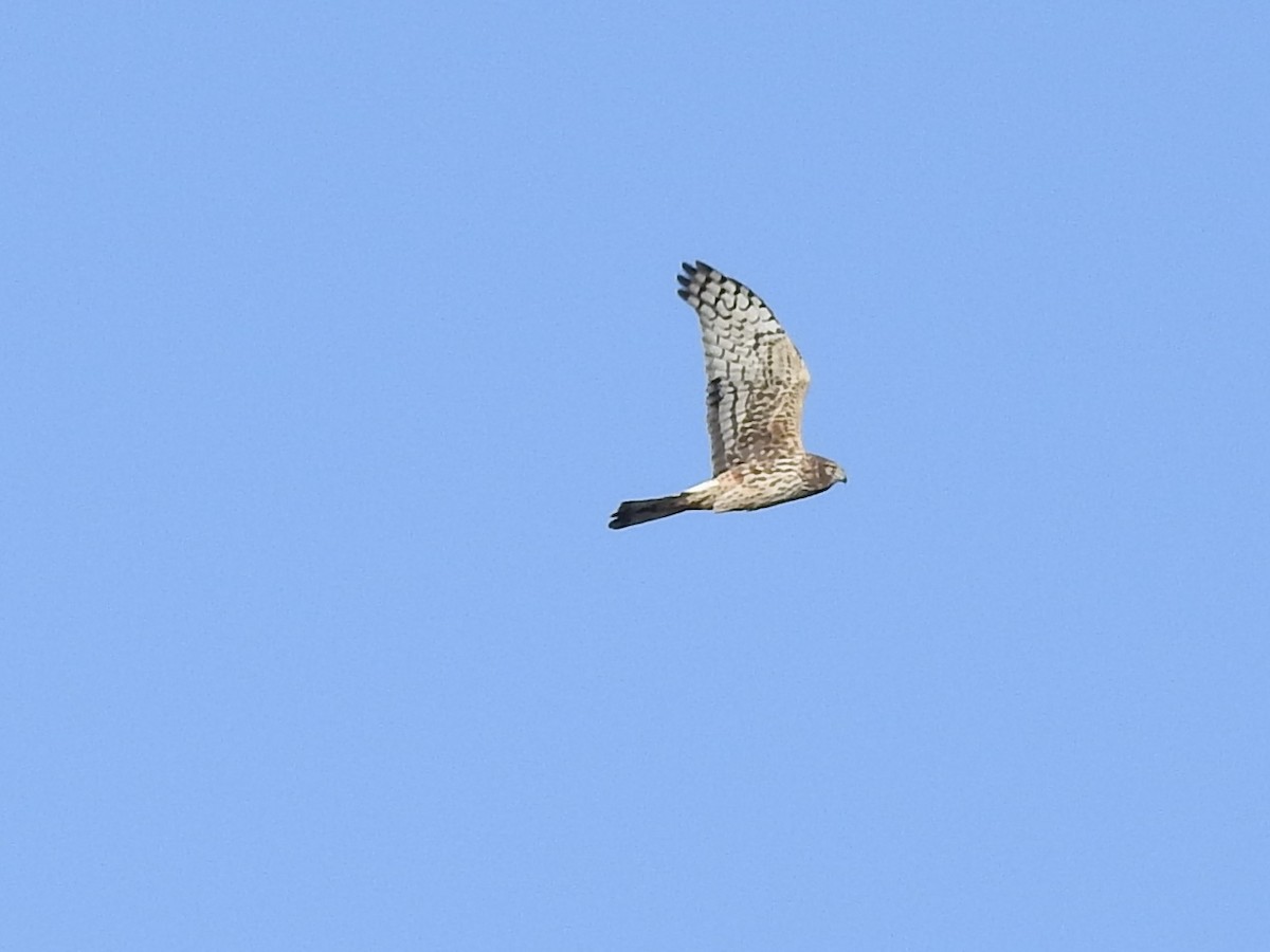 Northern Harrier - ML633682831