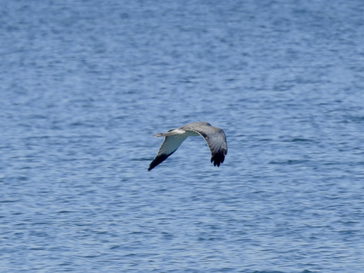 Northern Harrier - ML633682832
