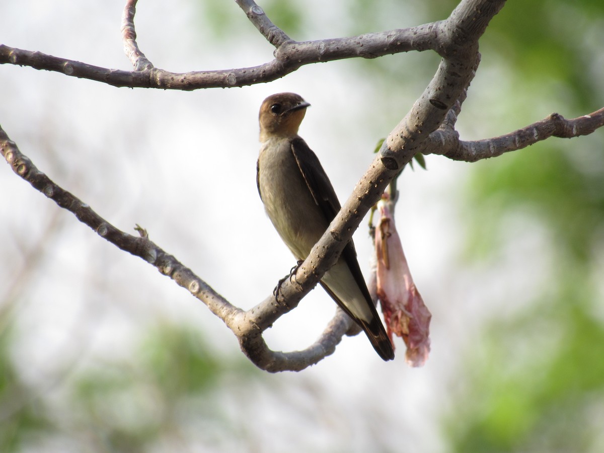 Southern Rough-winged Swallow - ML633682838