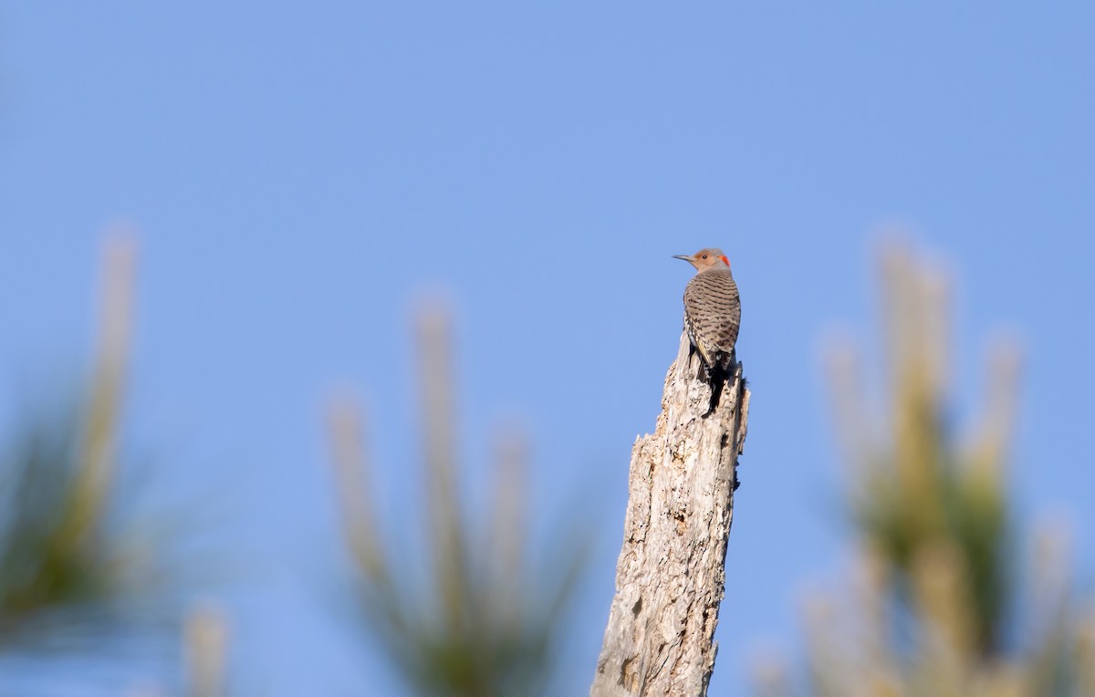 Northern Flicker - ML633683278