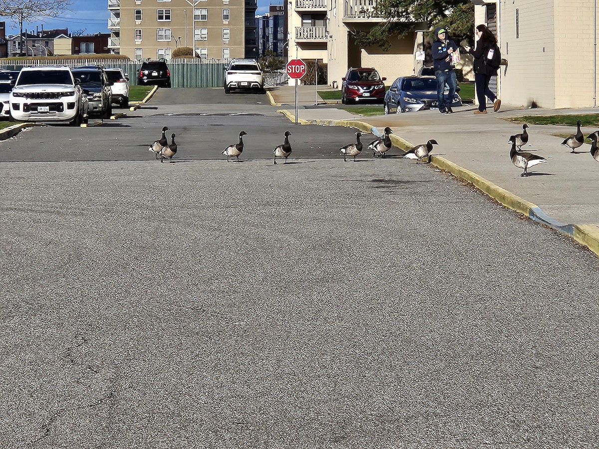 Brant - ML633683290