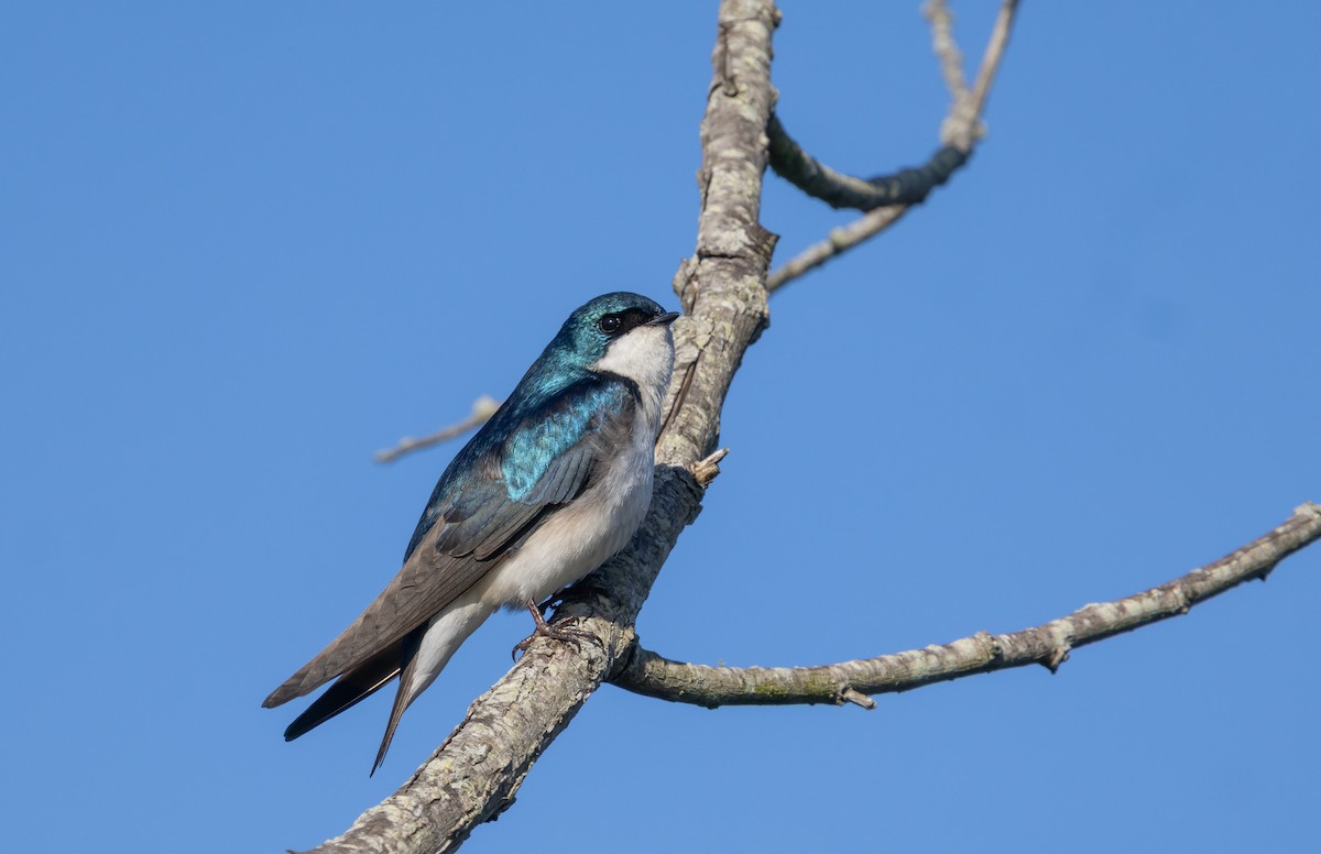 Tree Swallow - ML633683306