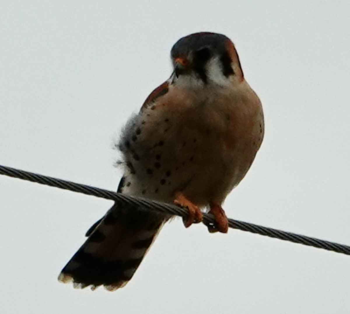 American Kestrel - ML633683375