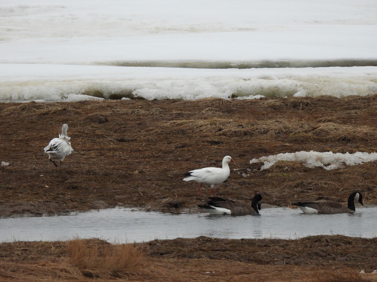 Ross's Goose - ML633683416