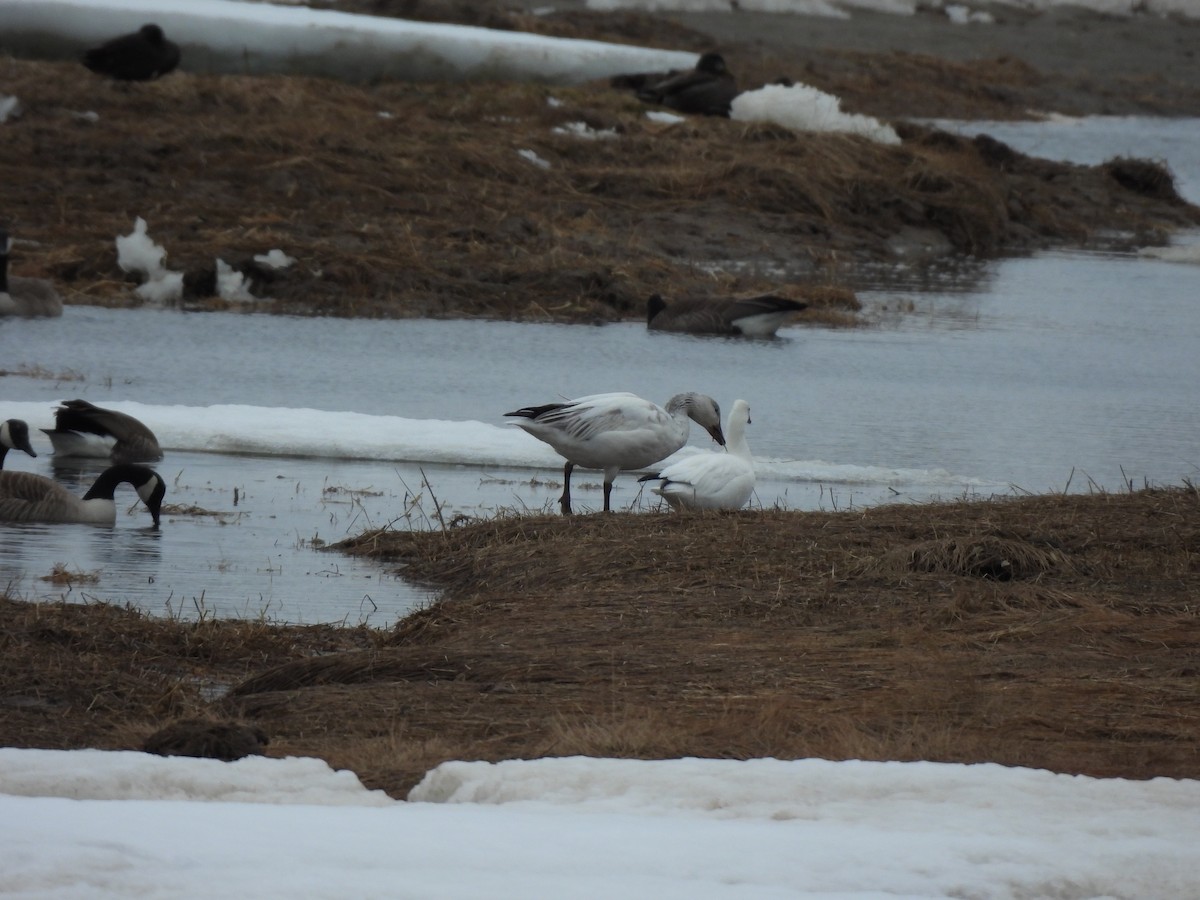 Oca delle nevi - ML633683444