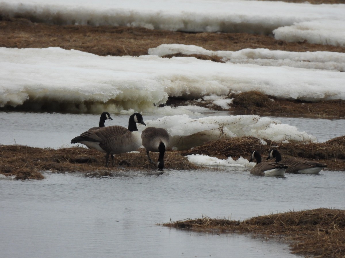 Oca canadese maggiore - ML633683480