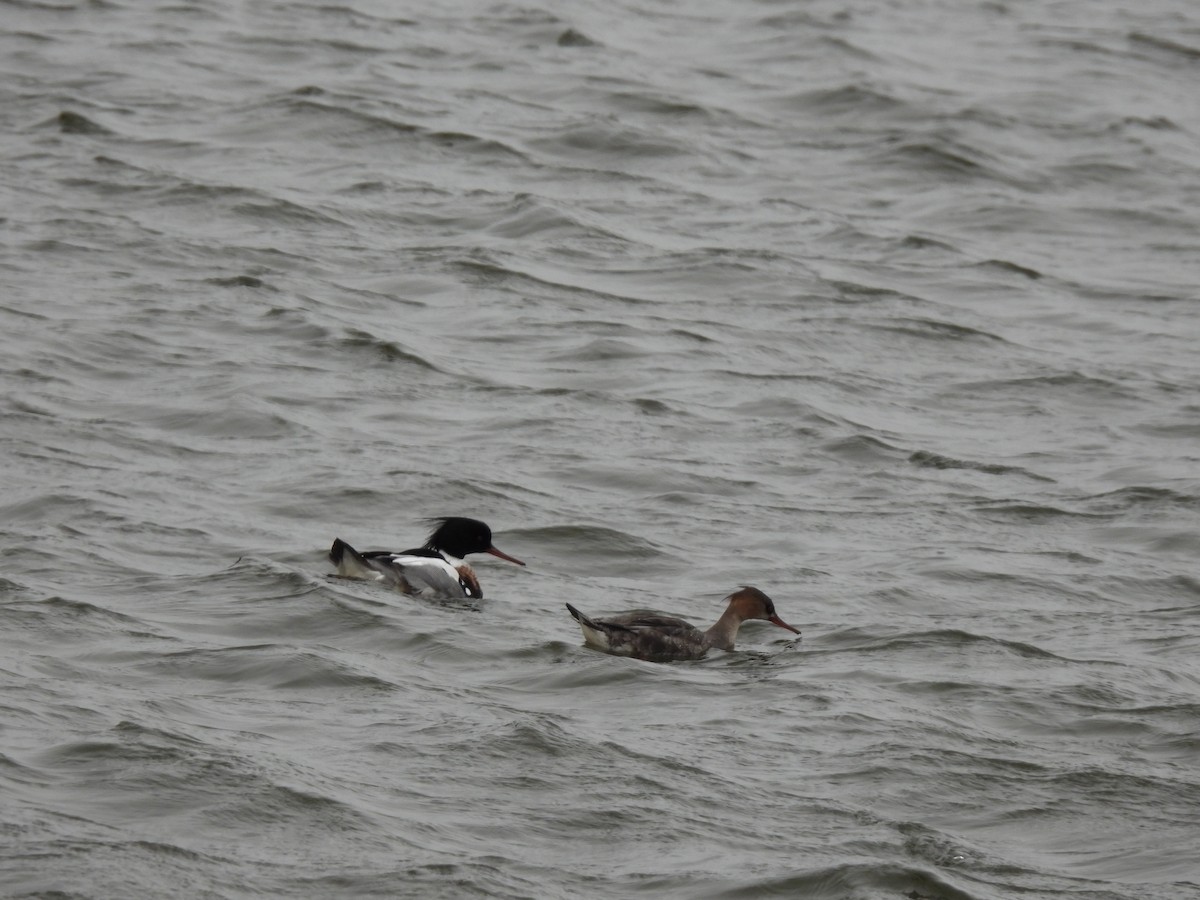 Smergo minore - ML633683503