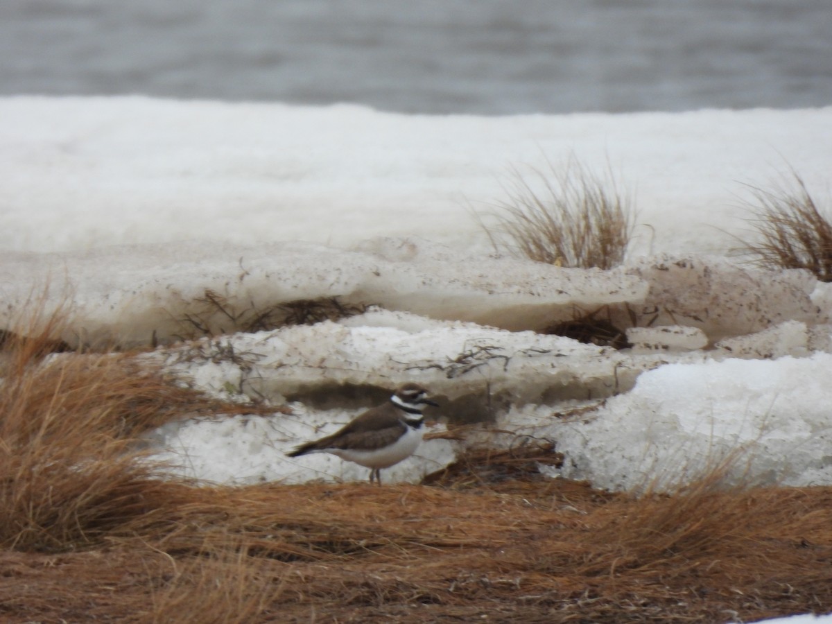 Killdeer - ML633683514