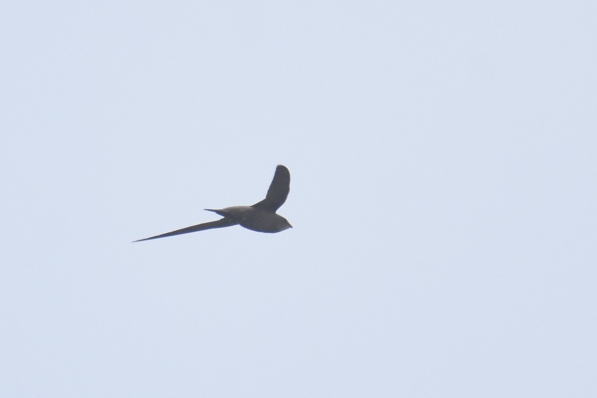 Mottled Swift - ML633683524
