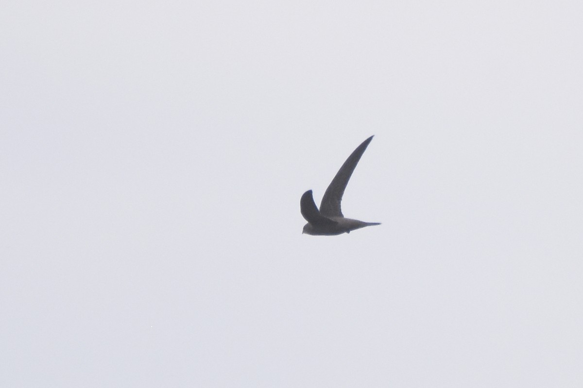 Mottled Swift - ML633683525