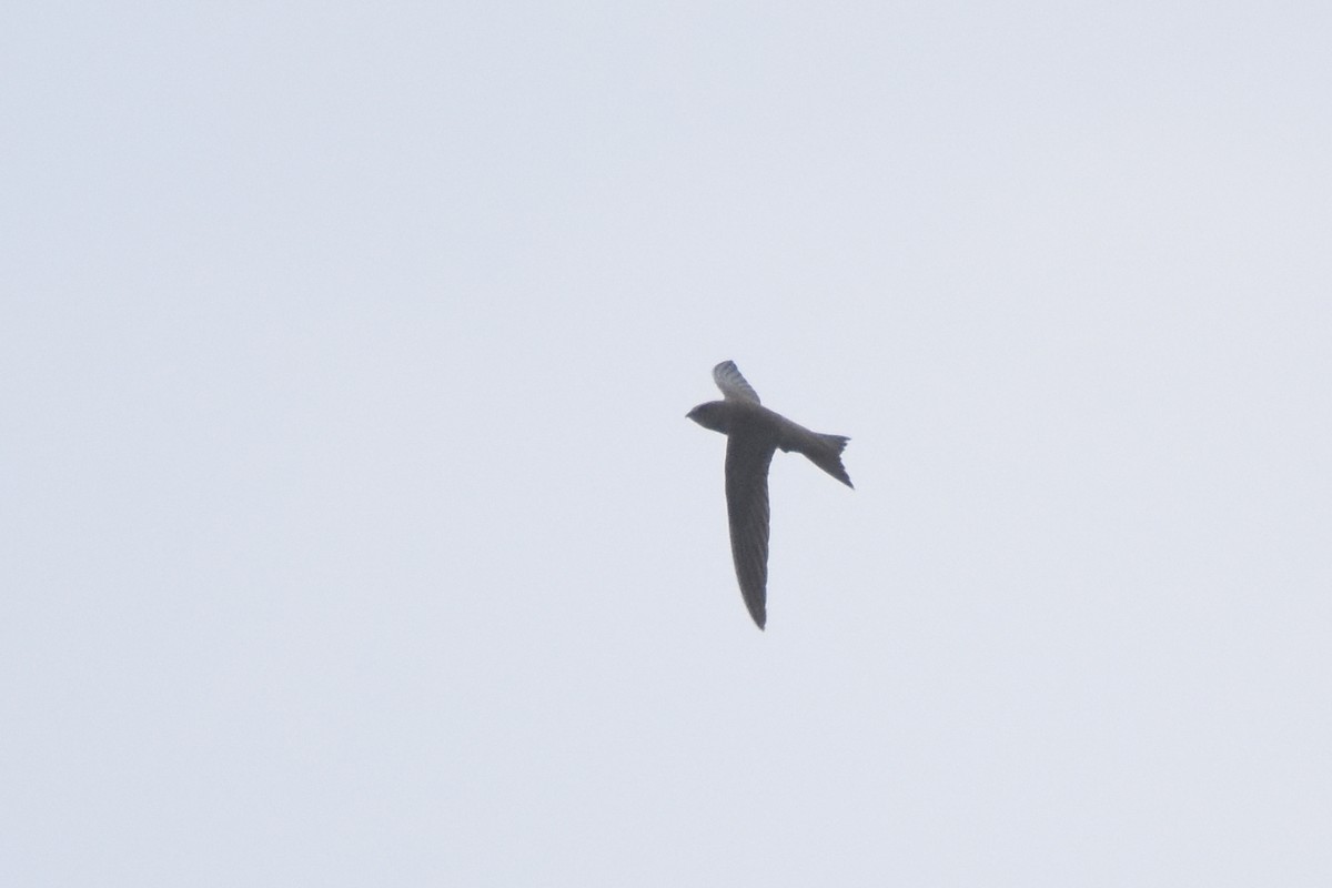 Mottled Swift - ML633683526