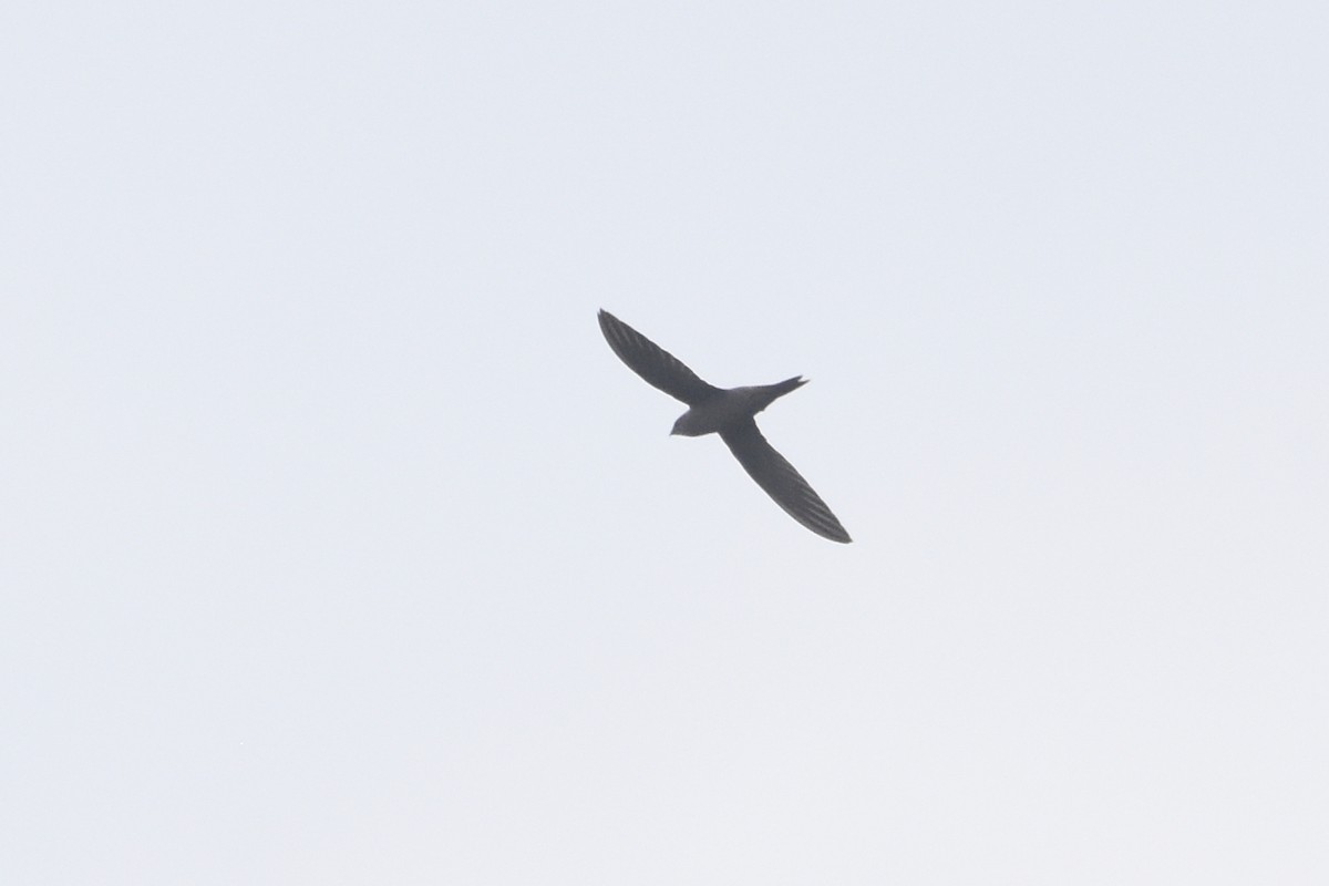 Mottled Swift - ML633683527