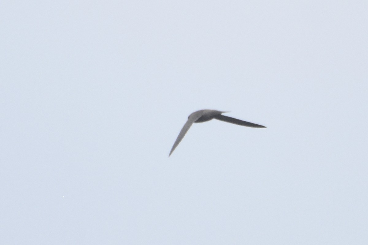 Mottled Swift - ML633683528