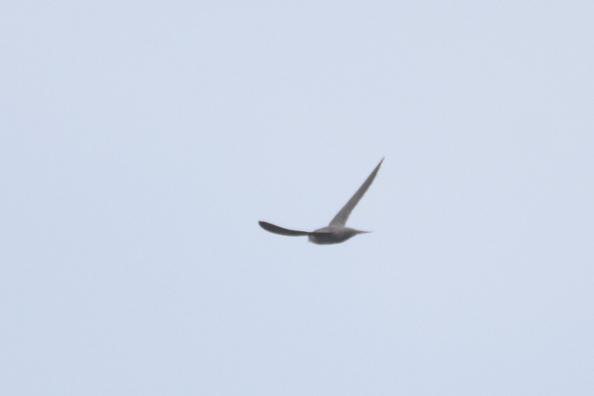 Mottled Swift - ML633683529
