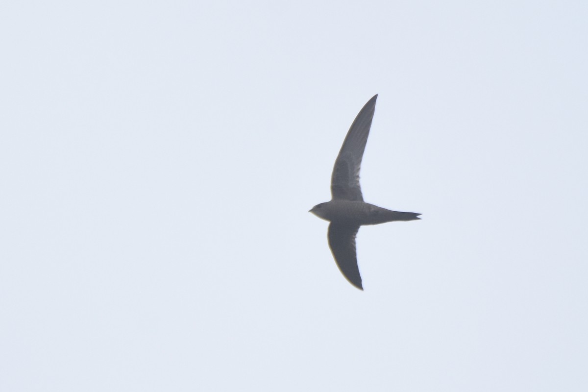 Mottled Swift - ML633683530