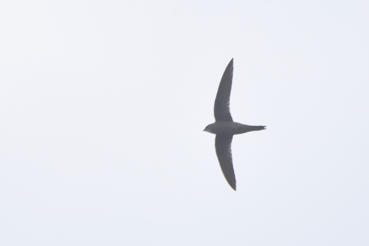 Mottled Swift - ML633683531