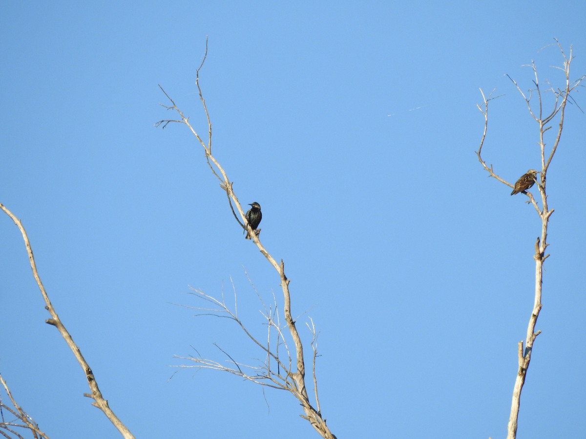 Обыкновенный скворец - ML633683582