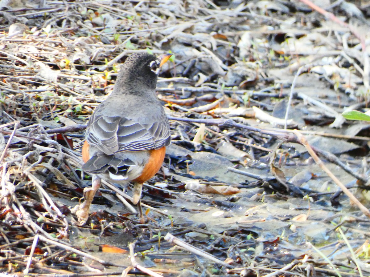 American Robin - ML633683595