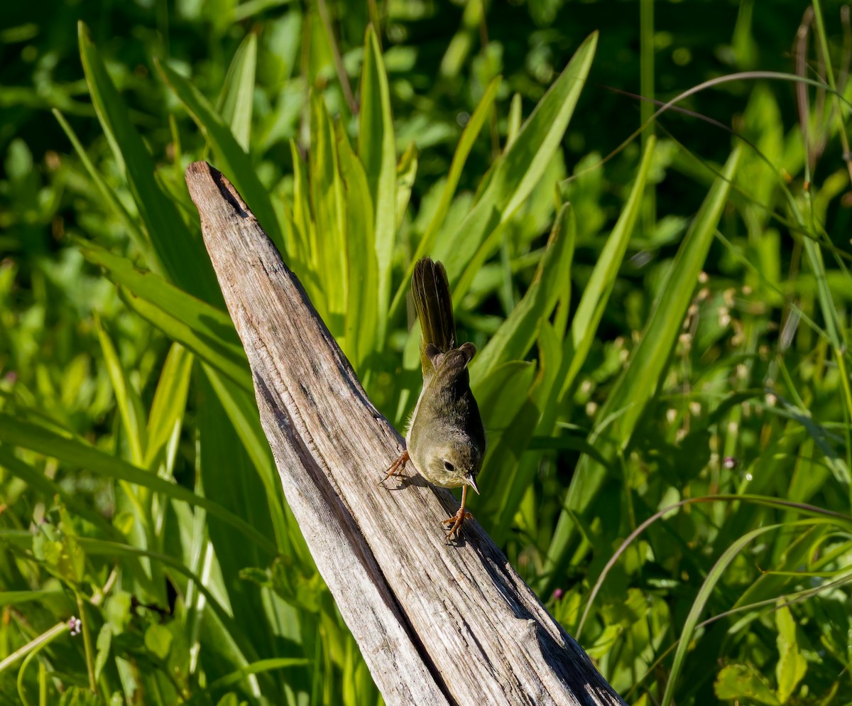 Common Yellowthroat - ML633683602