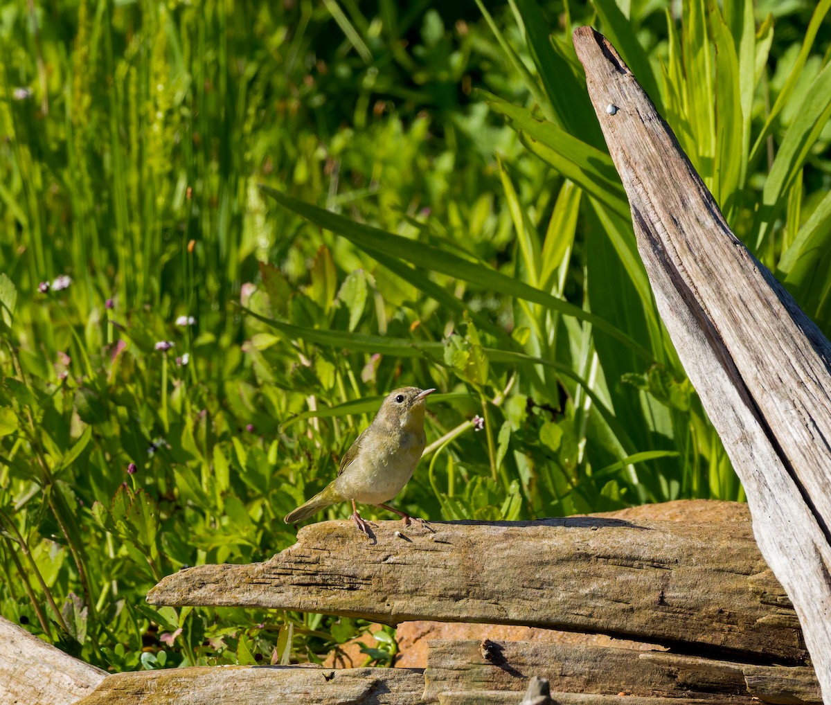 Common Yellowthroat - ML633683603