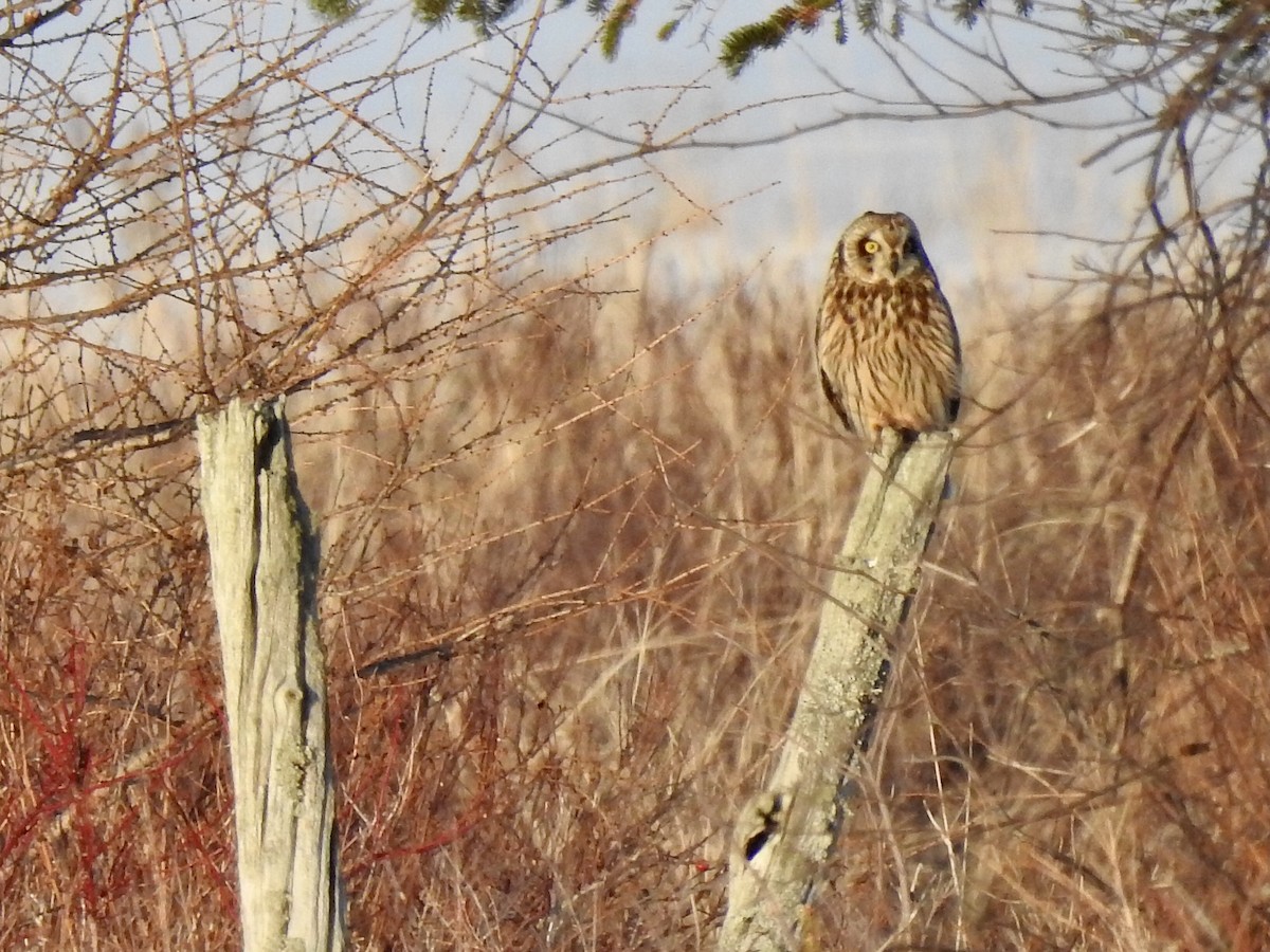 Gufo di palude - ML633683617