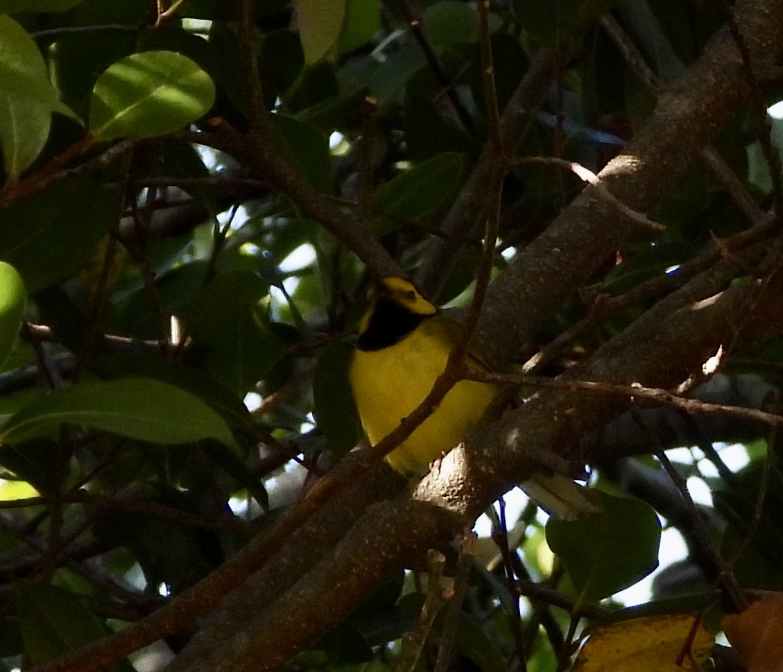 Hooded Warbler - ML633683625