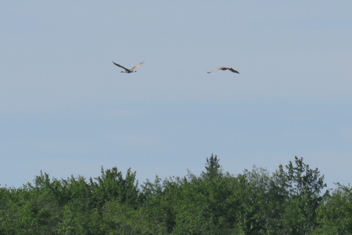 Sandhill Crane - ML63368371