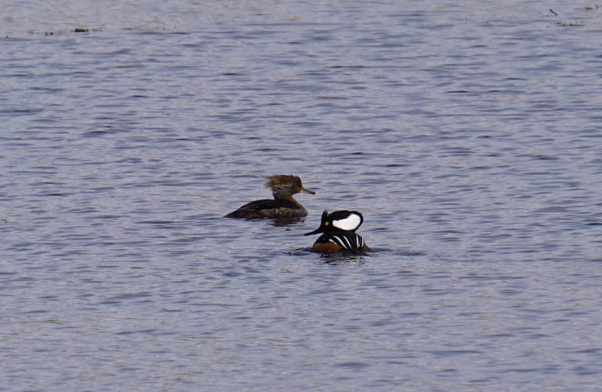 Hooded Merganser - Nicole Reed