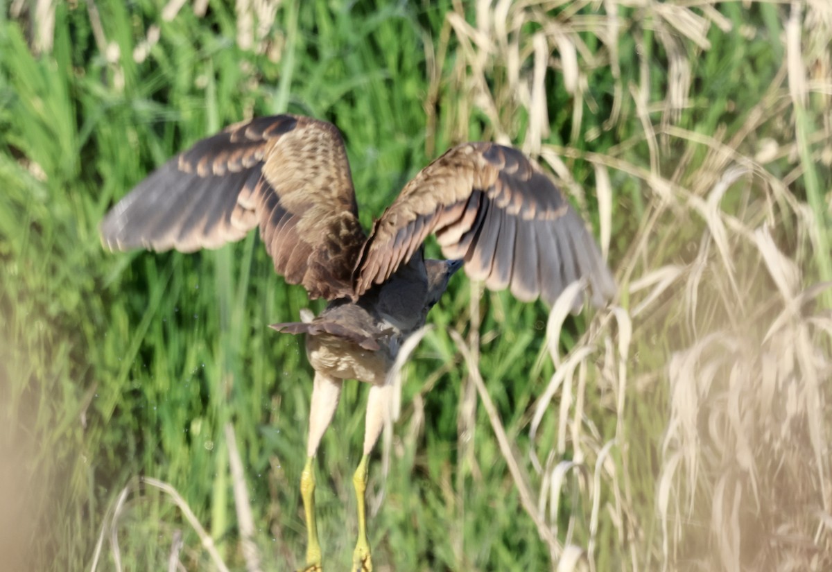 American Bittern - ML633683734