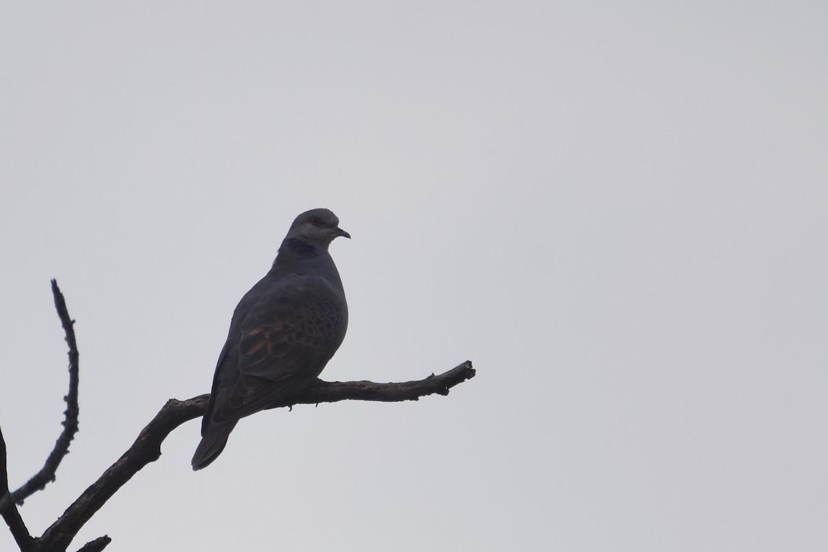 Dusky Turtle-Dove - ML633683936