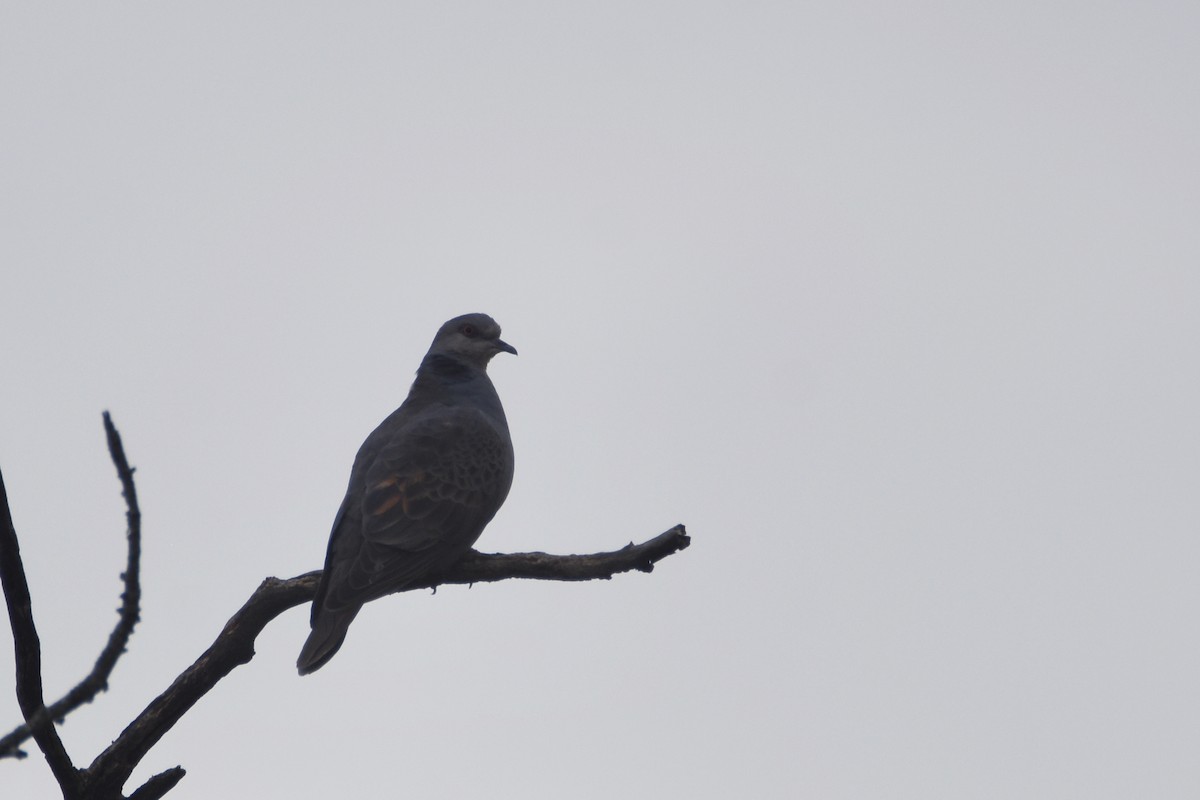 Dusky Turtle-Dove - ML633683937