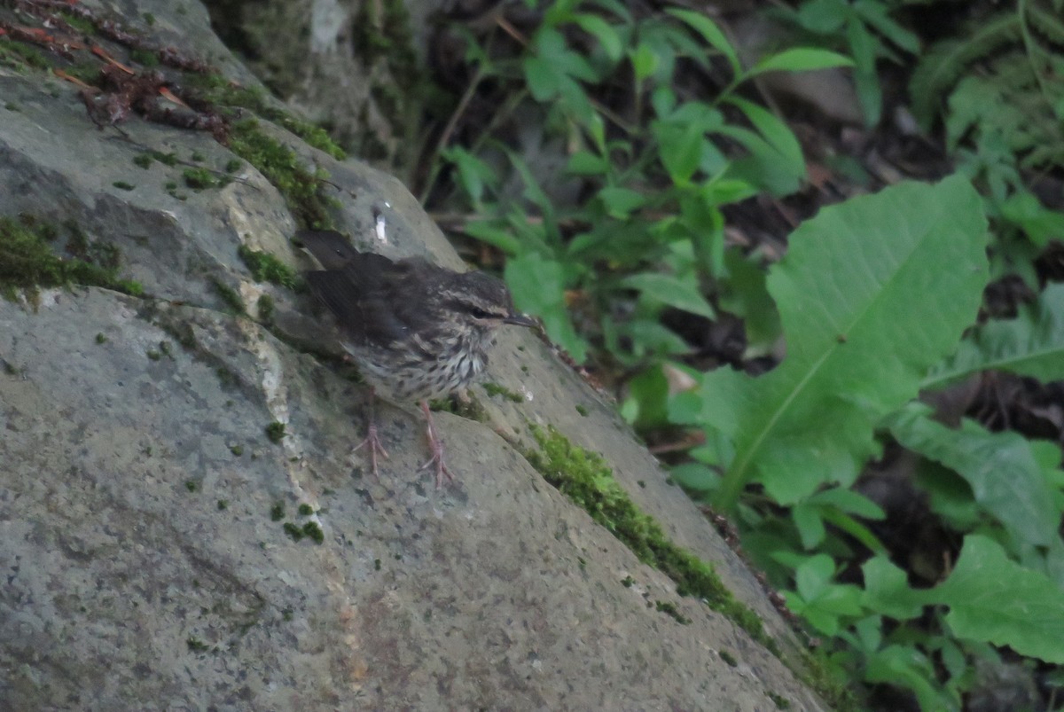 Northern Waterthrush - ML63368421