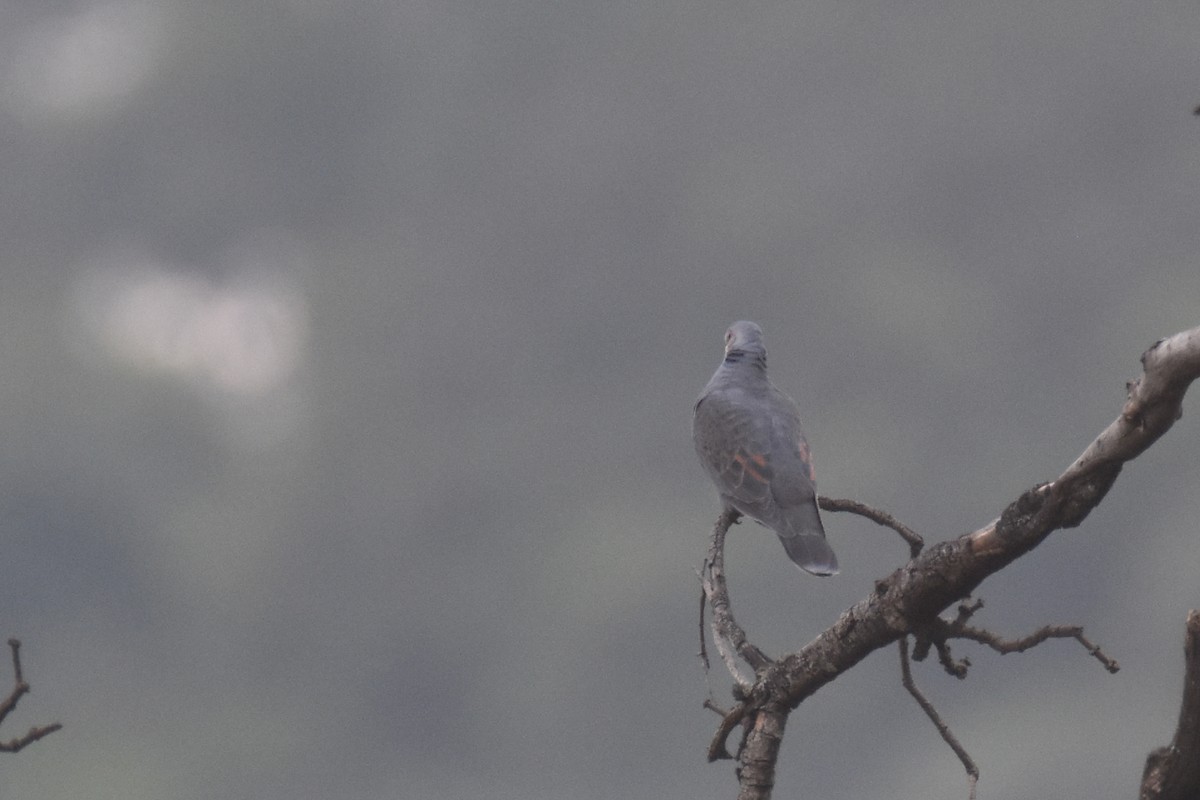 Dusky Turtle-Dove - ML633684211