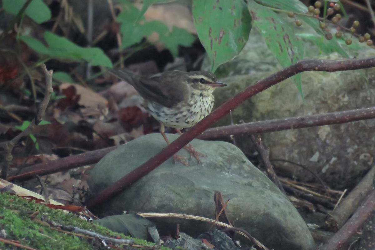 Northern Waterthrush - ML63368431