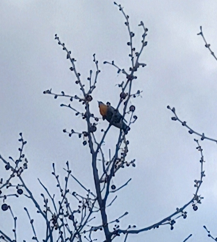 vlhovec žlutohlavý - ML633684414