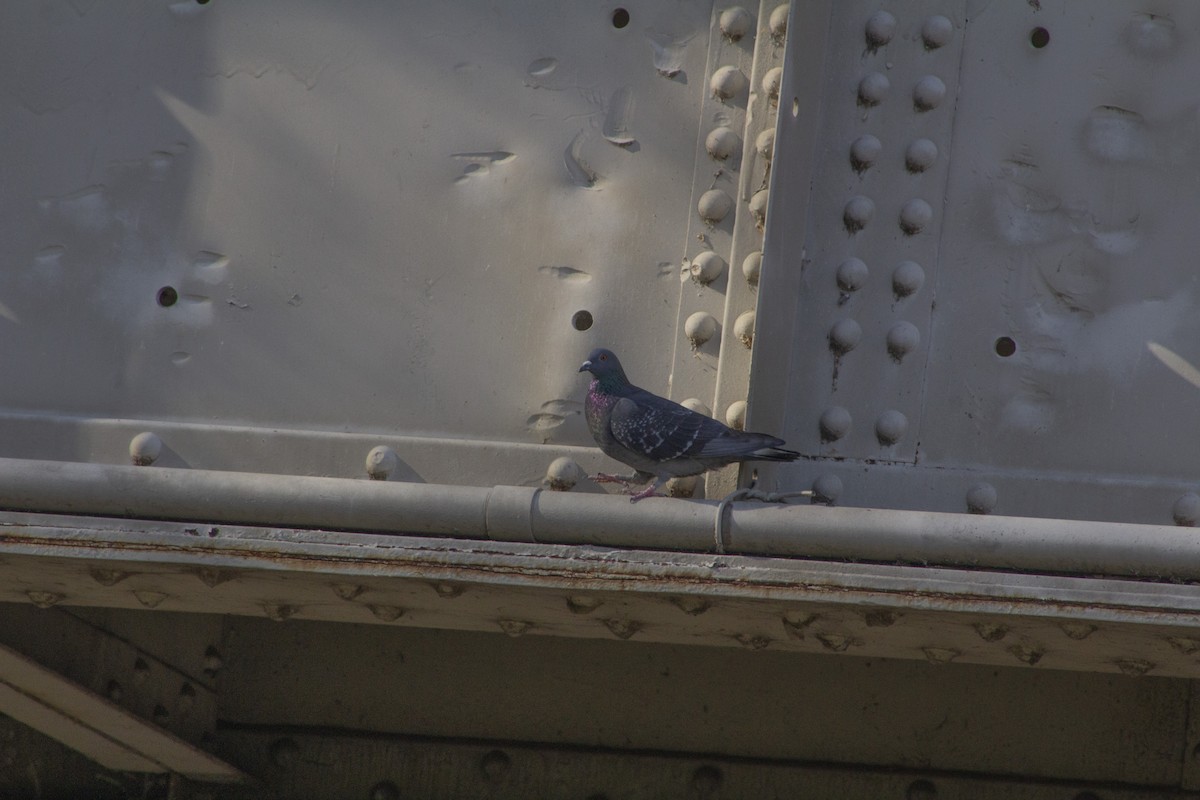 Rock Pigeon (Feral Pigeon) - ML633684440