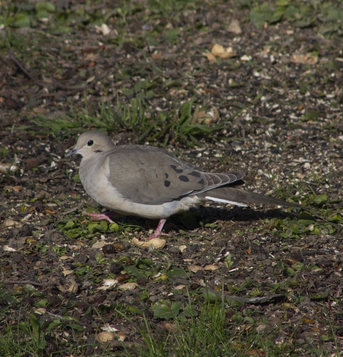 Mourning Dove - ML633684455