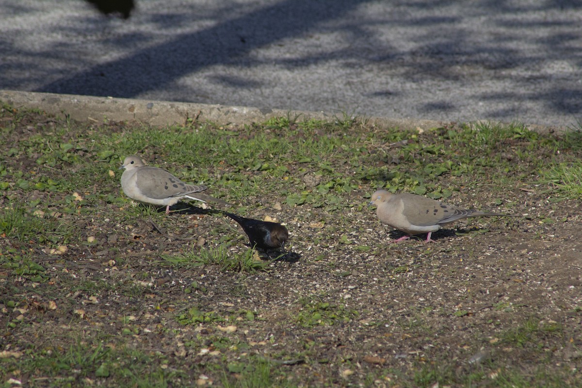 Brown-headed Cowbird - ML633684470